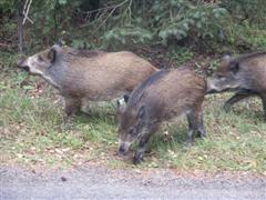 Wildsau